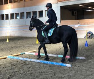 exercice.therapie-equine.ch